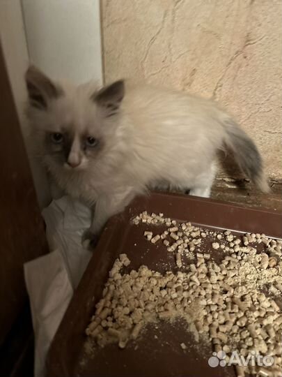 Пушистые друзья