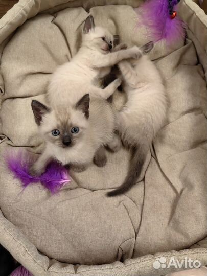 Тайские (сиамские) котята