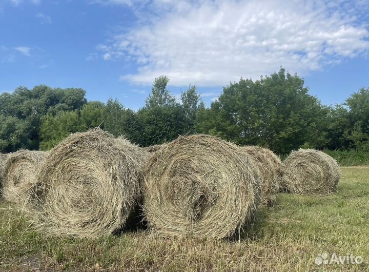 Сено луговое