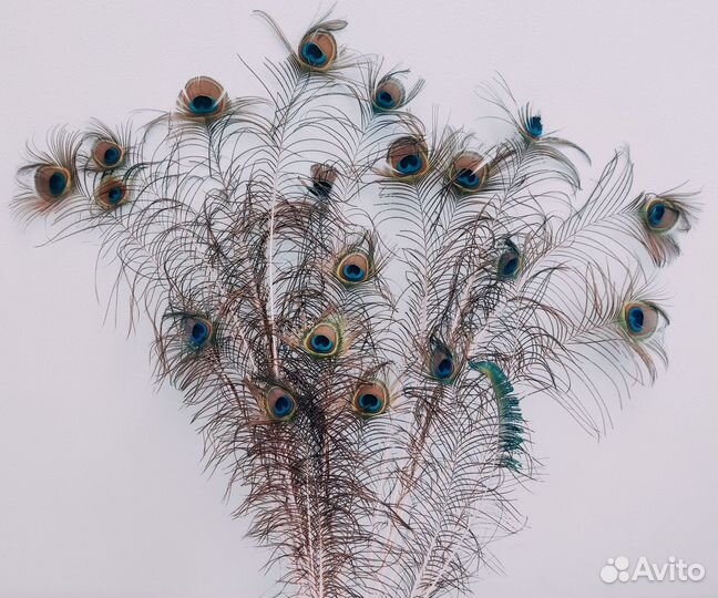Настоящие перья павлина, цена за все