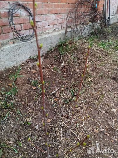 Саженцы черешни