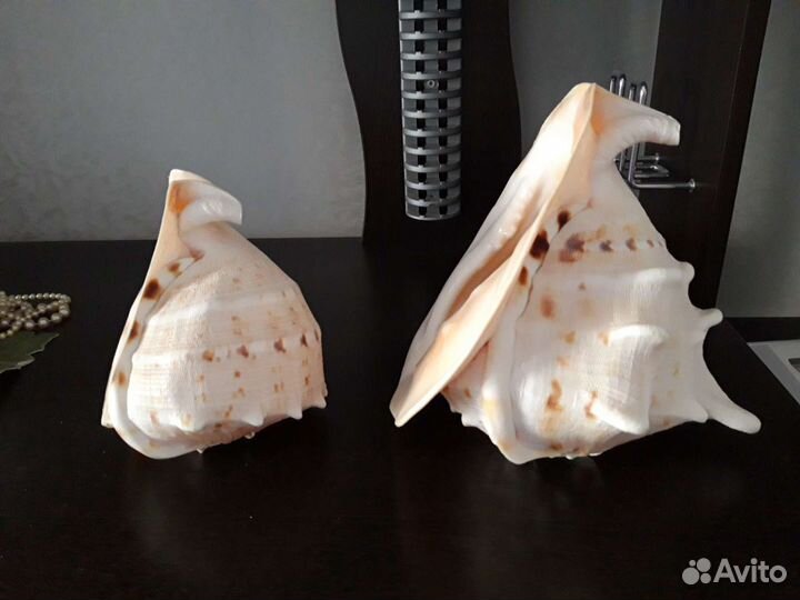 Морские средиземноморские ракушки