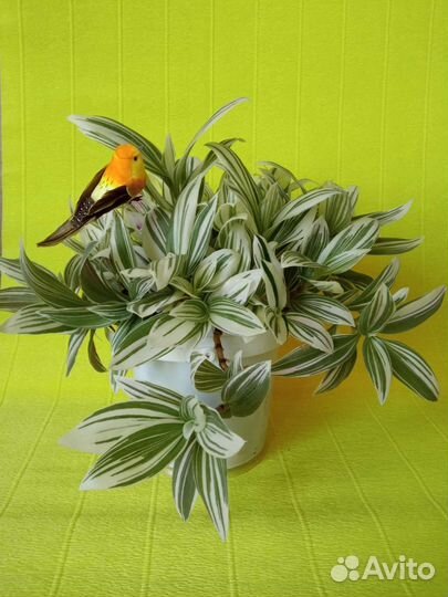 Комнатные растения