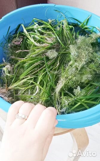 Аквариумные растения,криптокарина,валиснерия