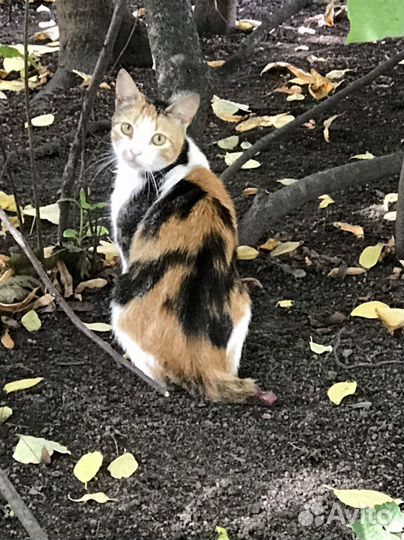 Кошка ищет дом