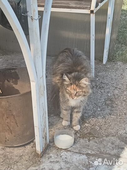 Отдам кошечку