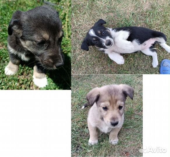 Щенки в добрые руки