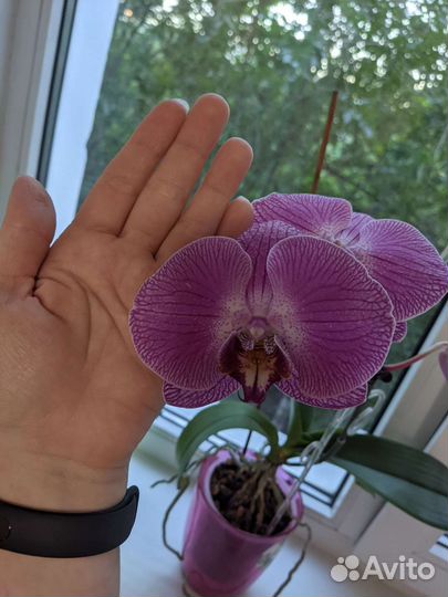 Фаленопсис