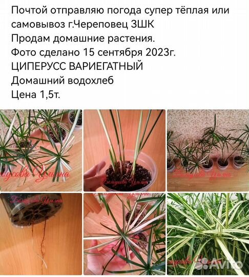 Комнатные растения продажа