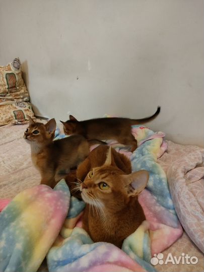 Абиссинские котята