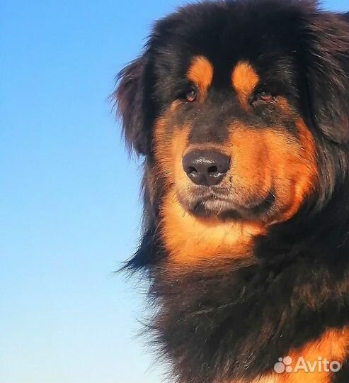 Щенки Банхара