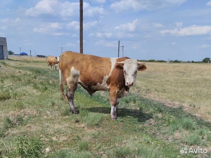 Бык симментал