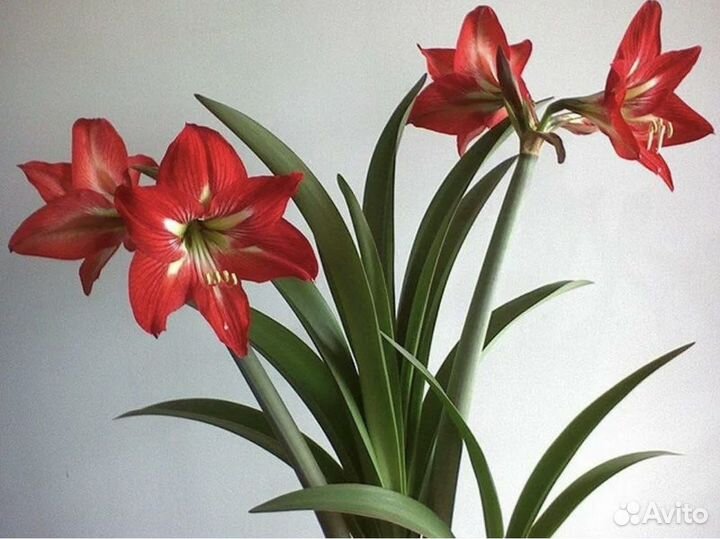 Гиппиаструм(амариллис)