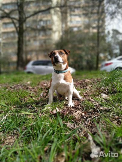 Вязка джек Рассел терьер