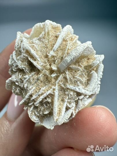 Роза пустыни