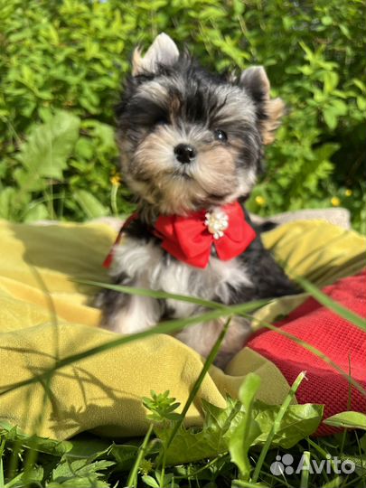 Йорк бэби фейс