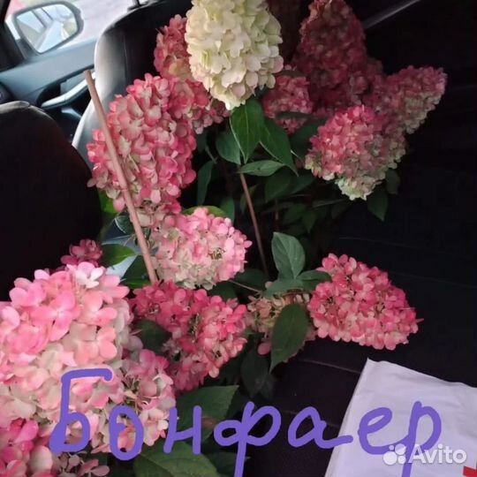 Деревянный черенок метельчатой гортензии.2-3почки