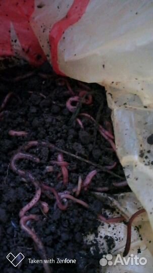 Червь опарыш