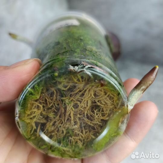 Орхидея детка Нарбона