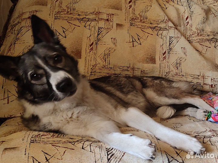 Зоотакси/ такси для перевозки животных