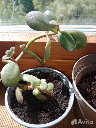 Толстянка(денежное дерево)