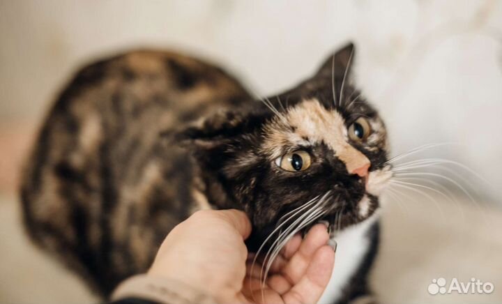 Кошки в добрые руки