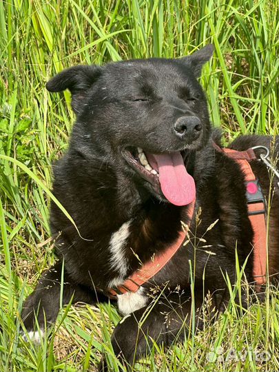 Настоящий Мишка из приюта