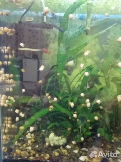 Улитки для аквариума ампулярии