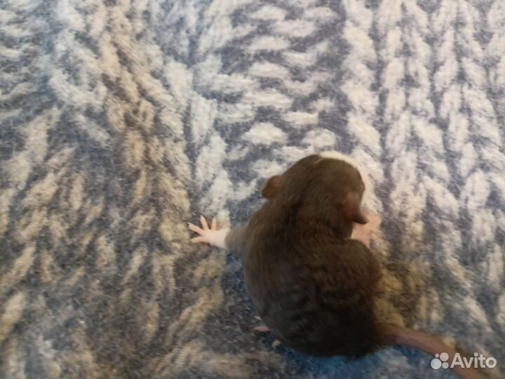 Крысы дамбо девочки Рекс и стандарт