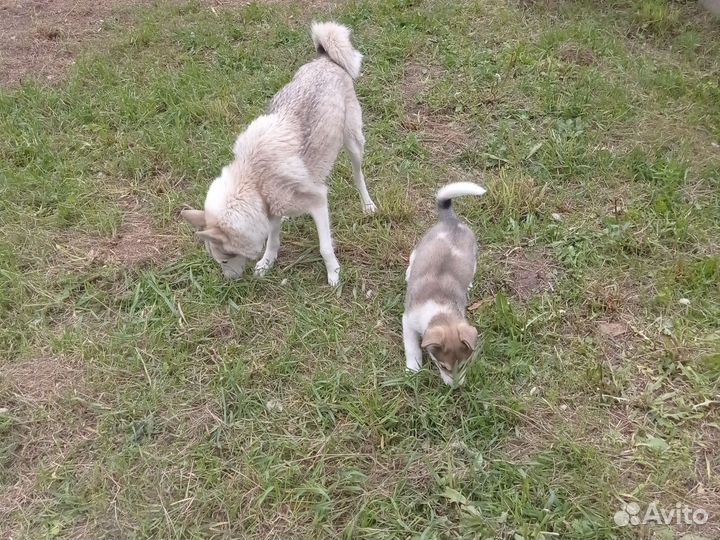 Лайка щенок