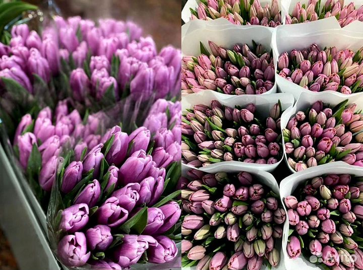 Тюльпаны опт разные цвета