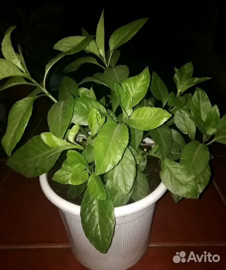 Листья Бога, Шпинат долголетия - Джинура