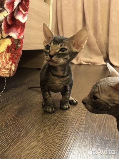 Канадский сфинкс