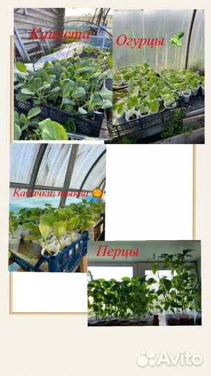 Продаю рассаду перцев,огурцов