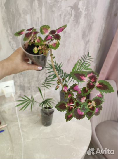 Колеус.Хамедорея.Детки.Комнатные растения и цветы