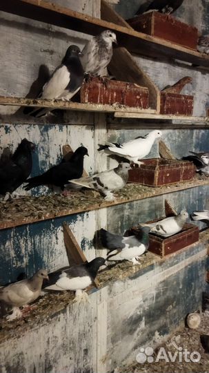 Голуби бакинцы, такла