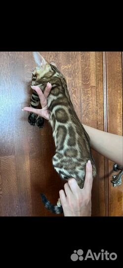 Бенгальские котята