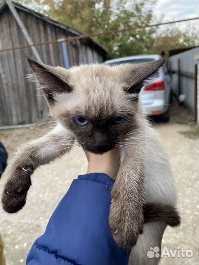 Котята митизы