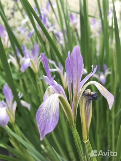 Молиния семейство злаковые