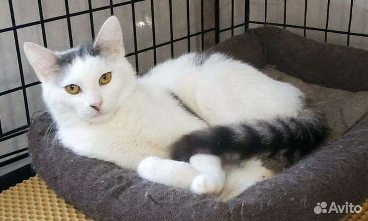 Кошка с улицы