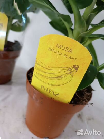 Банан Комнатный
