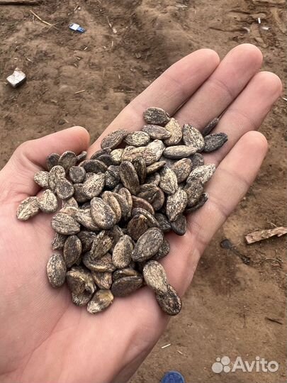 Семена арбуза и дыни