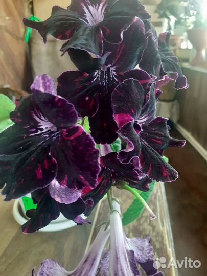 Стрептокарпусы