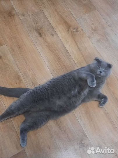 Зоогостиница, передержка для животных, догситтер