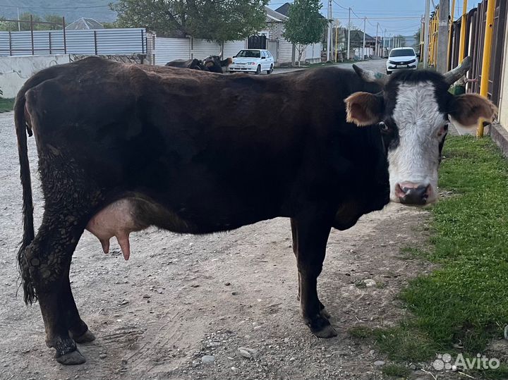 Корова дойная с теленком