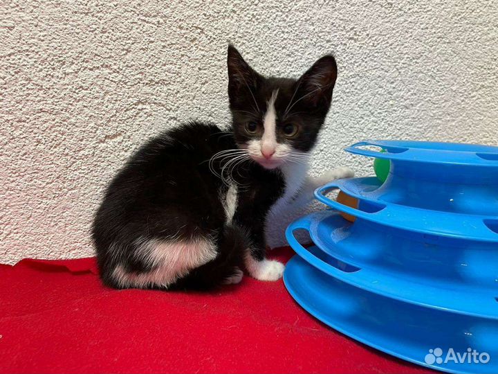 Ласковый котёнок девочка