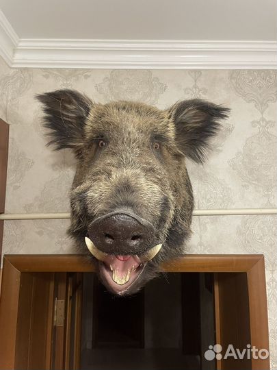 Голова кабана чучело