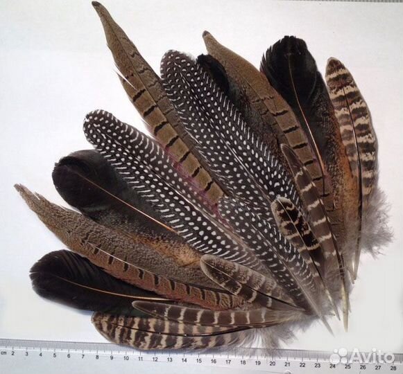 Перья сойки, цесарки, утки и др птиц для украшений