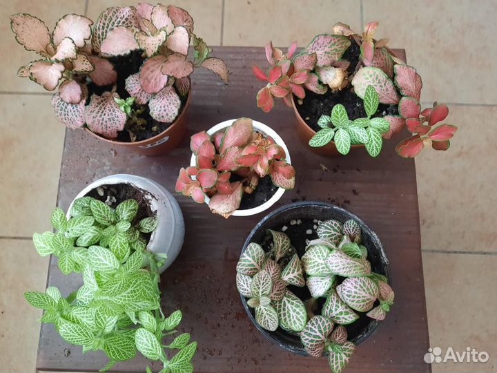 Комнатные цветы Фиттония