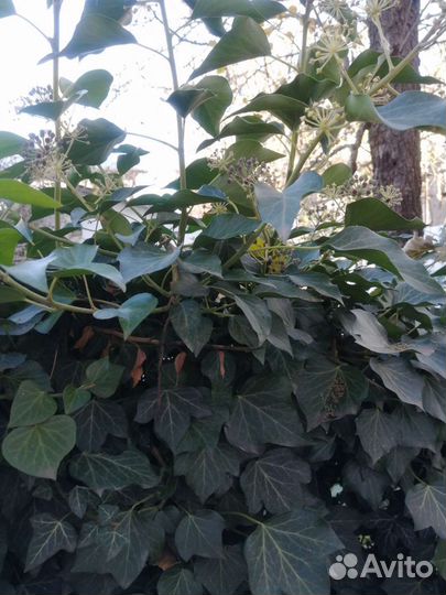 Плющ, вечно зелёный